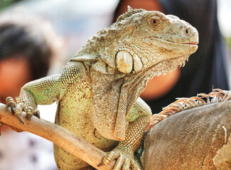 Green Iguana on Branch: A Detailed Close-up in Natural Light