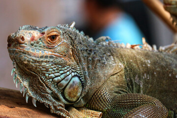Green Iguana Portrait: Textured Scales and Intriguing Gaze