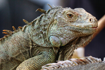 Green Iguana Portrait: Textured Scales and Serene Gaze