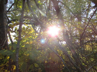 sun rays in the forest