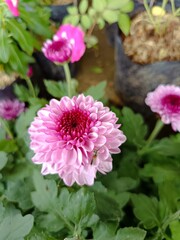 Obraz premium pink flowers in the garden