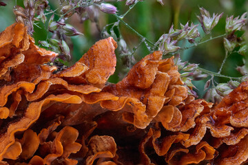 Magical and beautiful mushrooms from the forest.