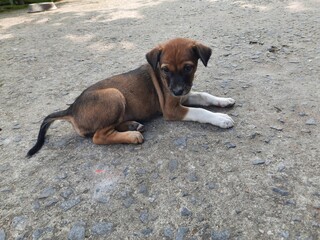 Indian street dog puppy. This puppy is waiting for its mother outside the den. Cute puppys. Baby animals. Baby dog. 