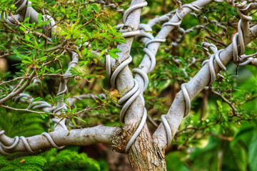 Intricate Bonsai: Spiraling Branches, Lush Greenery, Serene Art