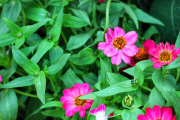 Vibrant Zinnia Blooms: A Lush Garden of Pink and Green