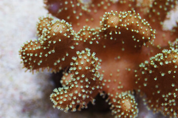 Crown Leather Coral, Lobophytum spp