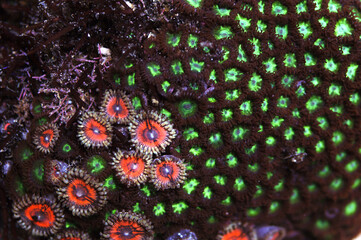 Metallic Pink Zoanthids with Green Zoo's, Zoanthus spp.