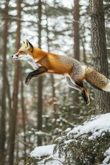 Fototapeta premium Red Fox Leaping Gracefully Through a Snowy Forest Landscape
