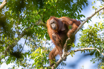 Adult female Bornean orangutan perched in tree at Tanjung Puting National Park, Indonesia