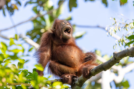 Young Bornean orangutan yawning on a tree branch in Tanjung Puting National Park, Indonesia