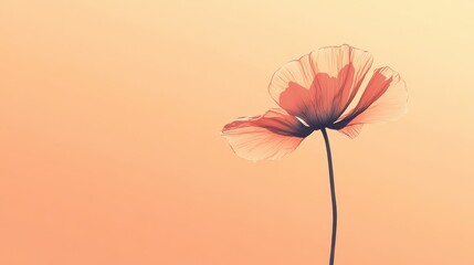 Delicate Peach Poppy Flower Against Warm Sky