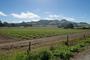 Lush Green Crop Fields Under a Clear Blue Sky with Rolling Hills and Scenic Landscape in a Rural Agricultural Setting