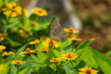 Serene Butterfly on Vibrant Yellow Zinnia Blooms