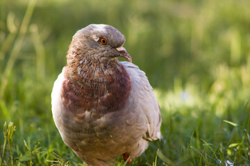 Beautiful portrait of pigeon in green grass,close-up