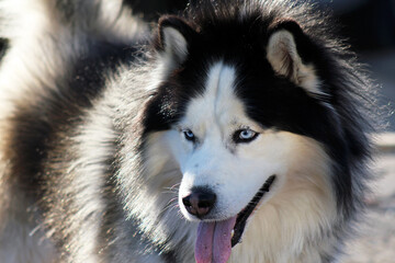 Beautiful portrait of Siberian Husky.Close-up taken