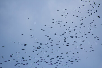 Seasonal stork migration on the blue sky.Background