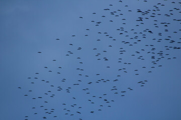 Seasonal stork migration on the blue sky.Background