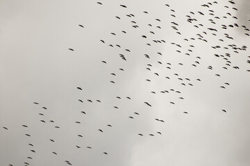 Seasonal stork migration on the grey sky.Background.