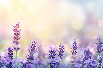 Naklejka premium Serene Lavender Fields in Soft Pastel Tones Under Gentle Sunlight with Beautiful Bokeh Effect Creating a Peaceful and Tranquil Atmosphere for Nature Lovers