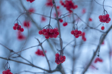 viburnum branches with ripe berries in winter