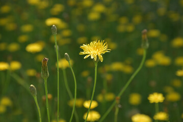 Obraz premium ブタナ