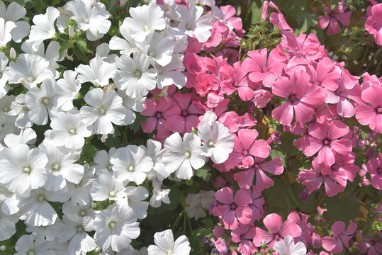 ラバテラ　花模様