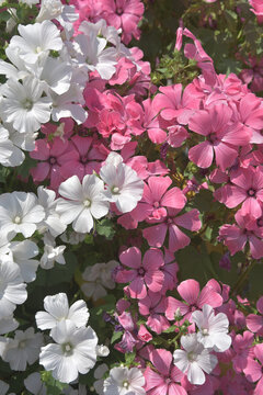 ラバテラ　花模様