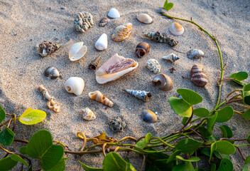 shells in the sand