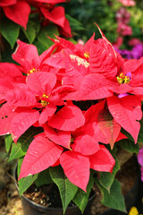 Vibrant Red Poinsettia Blooms: A Festive Botanical Study