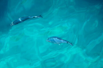 Saddled seabream (Obladamelanura) swimming in the Calanques in Cassis, France.