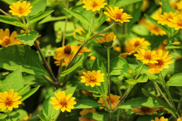 Vibrant Yellow Flowers: A Sunlit Garden Scene of Delicate Blooms