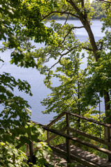 trees in the woods