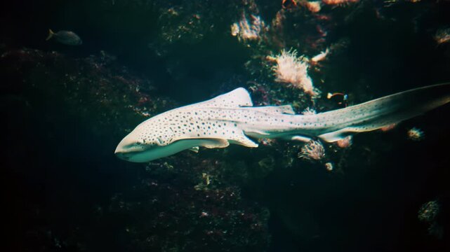Close up of a zebra shark swimming in the water