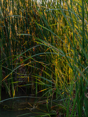 grass in the wind