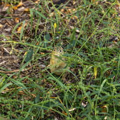 gopher hiding in the grass