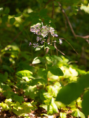 flower in the woods