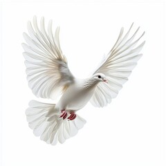 Obraz premium White Dove in Flight, Wings Spread, Isolated, Peace, Freedom, symbol