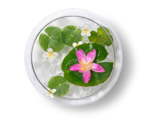 ガラスの鉢に入った睡蓮と水草
