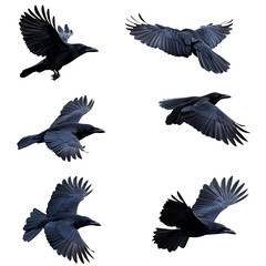 Obraz premium A crow in different flying positions, on white background