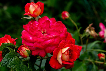   Rose Floribunda Midsummer  in the summer garden
