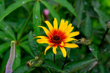 Heliopsis helianthoides in the summer garden or  rough oxeye, or false sunflower