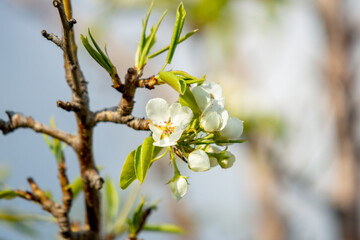 Spring is in the garden. A blooming pear tree.