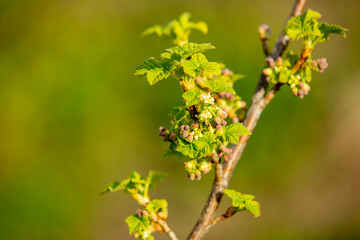 Spring is in the garden. A flowering sprig of currant.