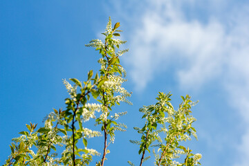 It's spring in the garden. Flowering branches of bird cherry