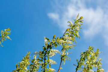 It's spring in the garden. Flowering branches of bird cherry