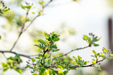 It's spring in the garden. The first leaves and buds on an apple tree.