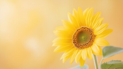 Obraz premium Bright yellow sunflower blooming against a soft golden background