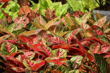 Vibrant Red and Green Aglaonema Leaves: A Lush Tropical Tapestry