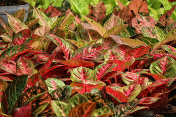 Vibrant Aglaonema Plants: A Lush Tapestry of Red and Green