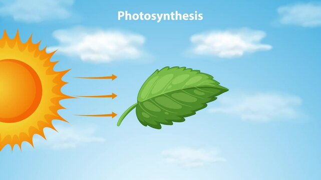 Photosynthesis Process Illustrated in Animation